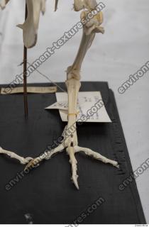 Photo Textures of Hen Skeleton